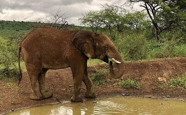 Mycotoxins in water may have caused Botswana elephant deaths