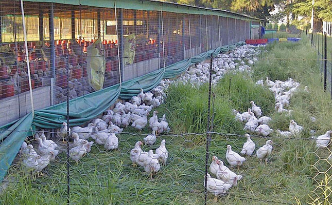 Success with premium free-range chickens