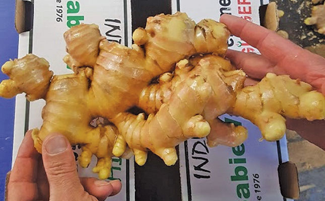 Ginger: a challenging crop, but well worth the effort