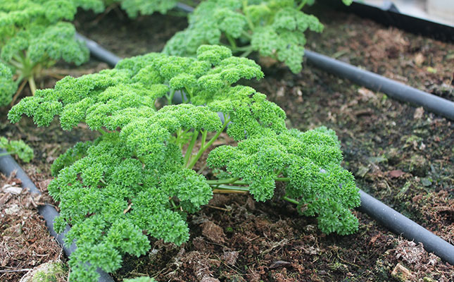 Fresh herb demand falters as COVID-19 shuts restaurants Fresh herb demand falters as COVID-19 shuts restaurants