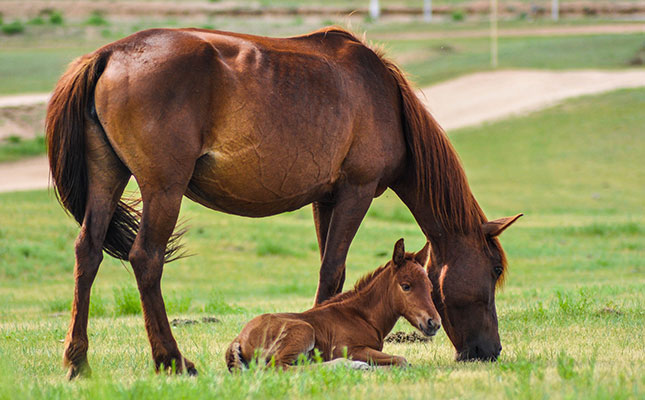 Signs your mare is going to foal