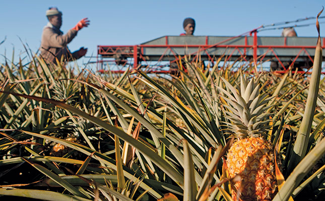 Pineapple export troubles eased by demand from home-brewers