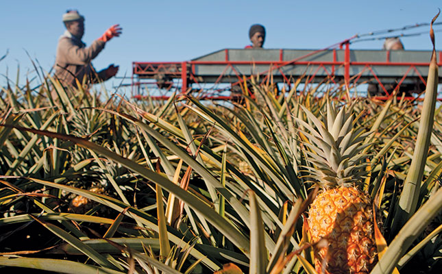 Pineapple export troubles eased by demand from home-brewers Pineapple export troubles eased by demand from home-brewers