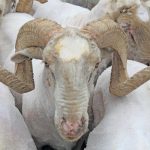 Rams use their horns in self- defence against predators.
