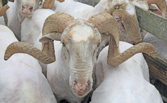 Meet one of SA’s top Merino wool producers