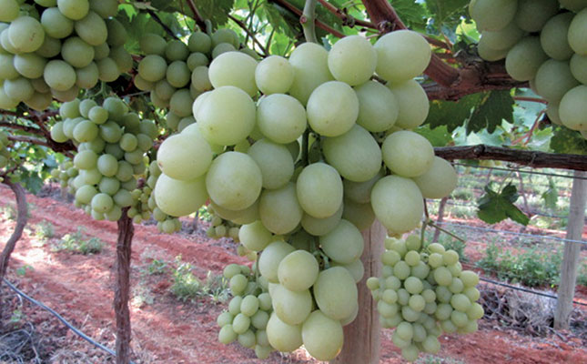 Table grape industry looks towards Asia for market growth