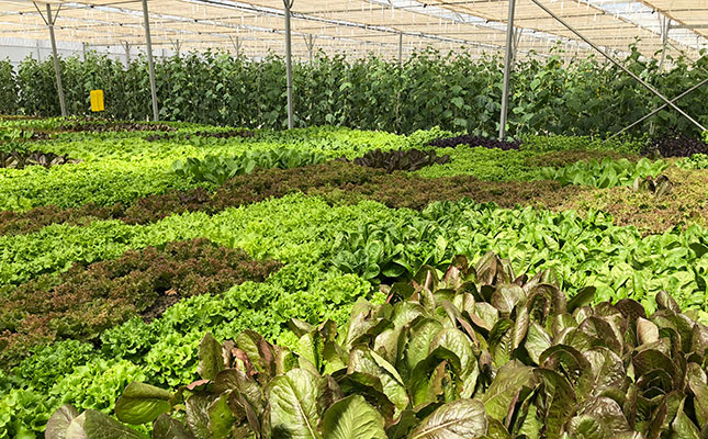 COVID-19 ‘perfect storm’ for African food security COVID-19 ‘perfect storm’ for African food security