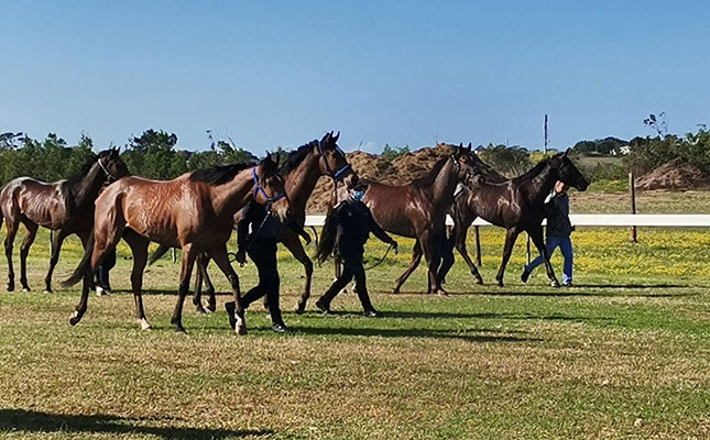 Man detained after violent protest at Fairview Racecourse