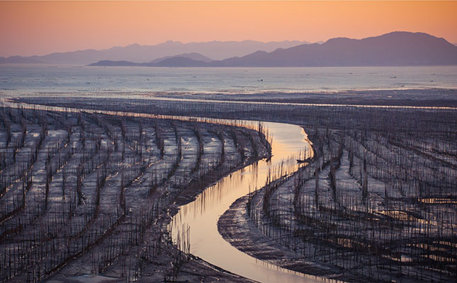 Seaweed farming set to grow exponentially Seaweed farming set to grow exponentially