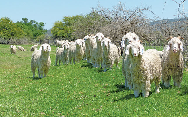 The fertility factor in mohair success The fertility factor in mohair success