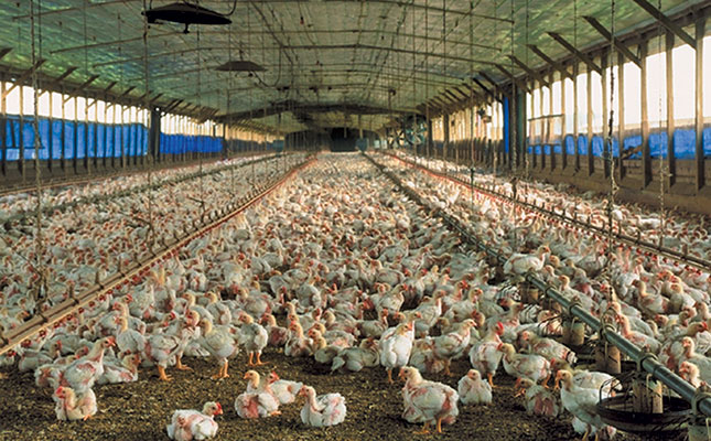 Easing of lockdown reignites fears over ‘chicken dumping’ Easing of lockdown reignites fears over ‘chicken dumping’