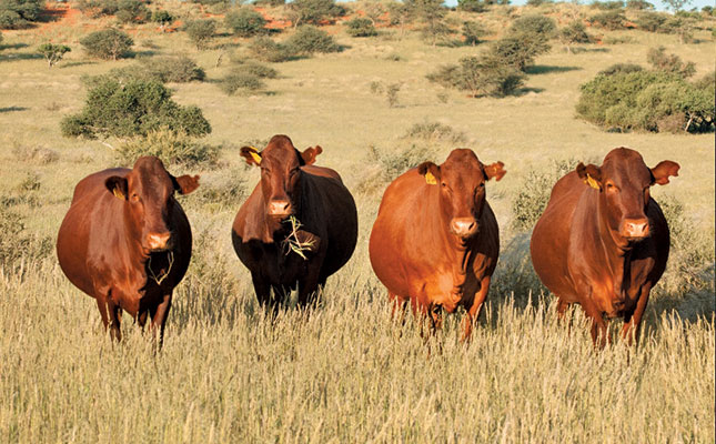 Maximising efficiency against heat stress in cattle