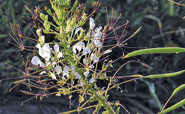 Cultivating cleome