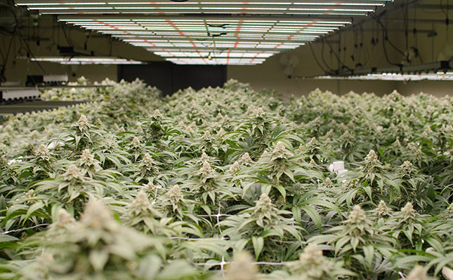 Fluence and The Lamphouse team up to deliver LED lighting solutions to SA’s horticulture market Fluence and The Lamphouse team up to deliver LED lighting solutions to SA’s horticulture market
