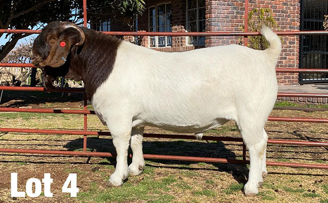 ‘Exceptional’ Boer goat ram sells for record R375 000