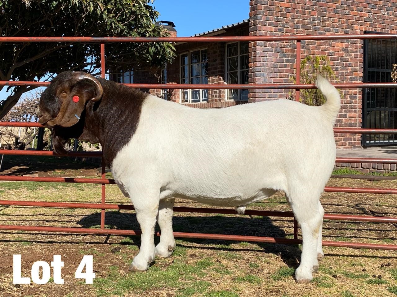 ‘Exceptional’ Boer goat ram sells for record R375 000