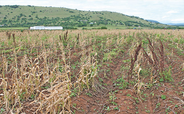 Community farm’s drive and discipline rewarded at last