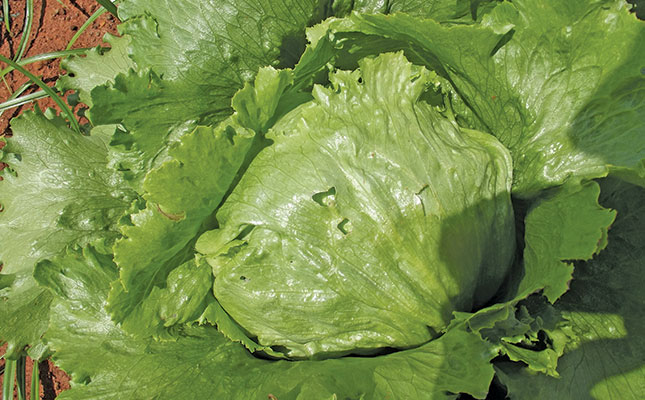 Choosing the right lettuce variety