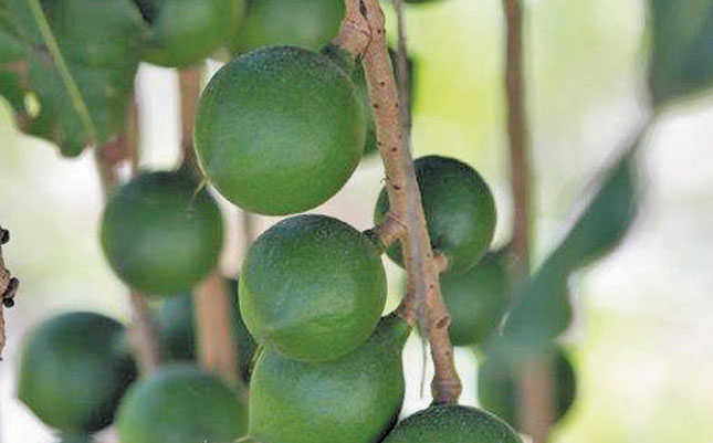Macadamia prices hold firm amid smaller crop