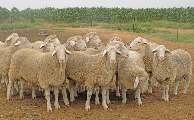 Unlocking the potential of the Merino Landsheep