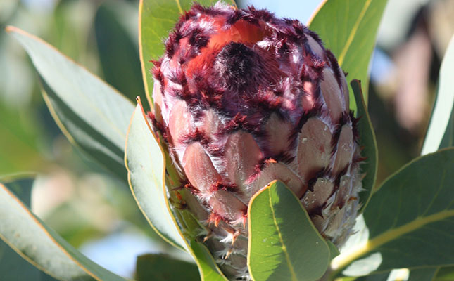 Flower industry struggling to recover from COVID-19 fallout Flower industry struggling to recover from COVID-19 fallout