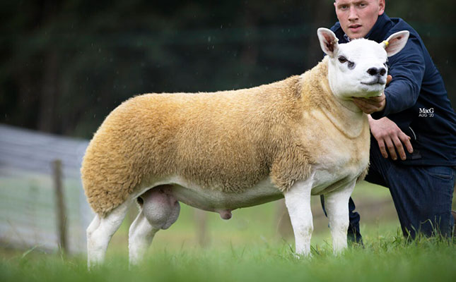 World’s most expensive sheep sold for over R8 million World’s most expensive sheep sold for over R8 million