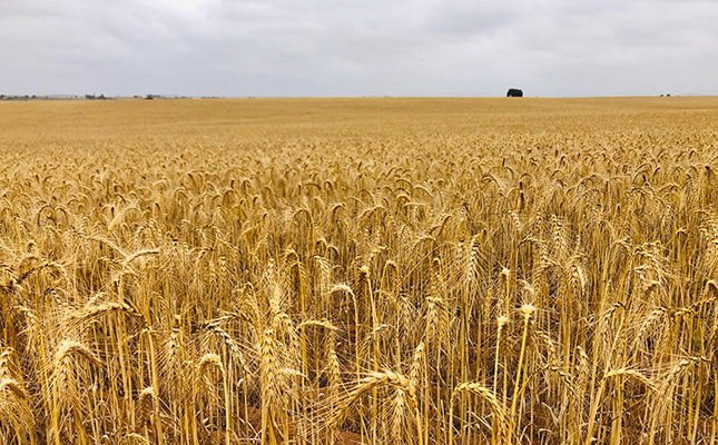 Largest crop in a decade will cause drop in SA wheat imports