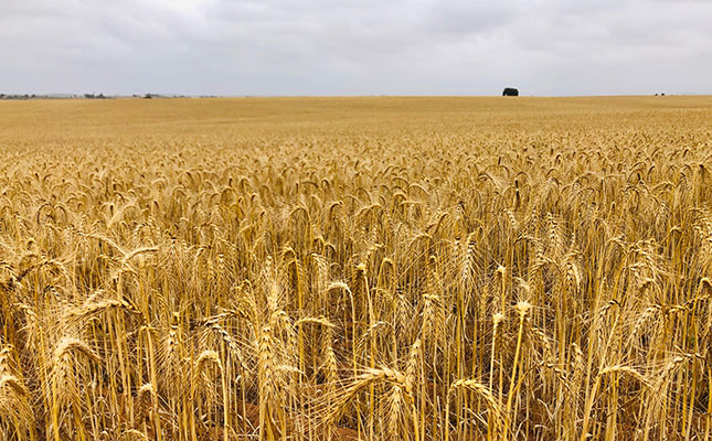 Largest crop in a decade will cause drop in SA wheat imports Largest crop in a decade will cause drop in SA wheat imports