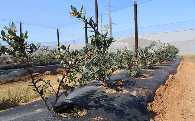 Bumper blueberry harvest hits a snag with high export costs