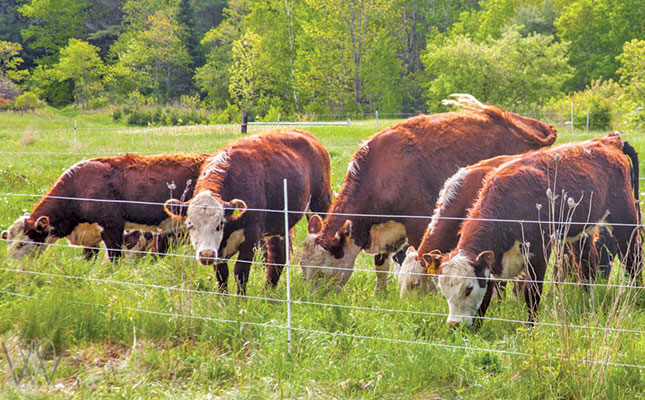 Biosecurity measures on an animal farm
