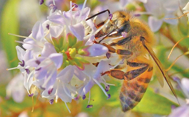 Theft of beehives spikes as demand for pollinators increases