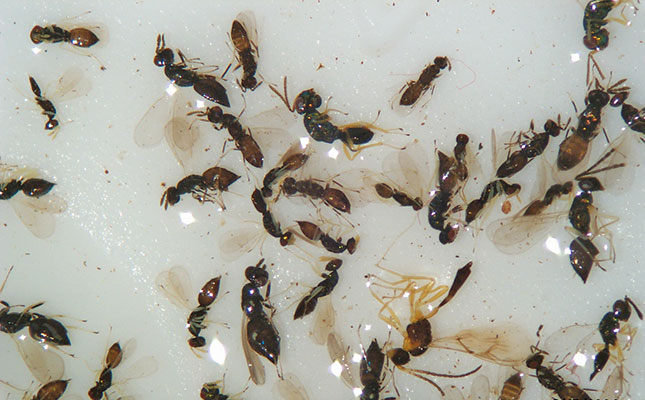 Parasitoids vs chemicals Parasitoids vs chemicals