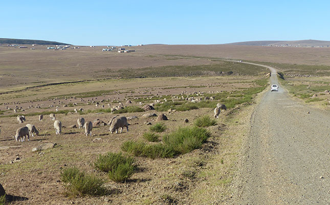 Eastern Cape to launch stock theft prevention forum