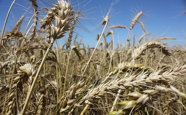 Grain research project to unlock SA plant breeding capacity