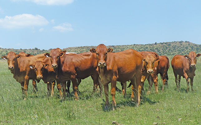Choosing Afrikaners for extensive beef production