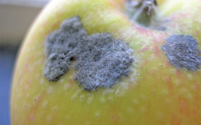 Higher temperatures increase risk of apple scab infection