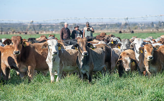 How Beefmaster Group helps cattle farmers