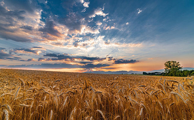 Dry weather conditions put pressure on global wheat supply