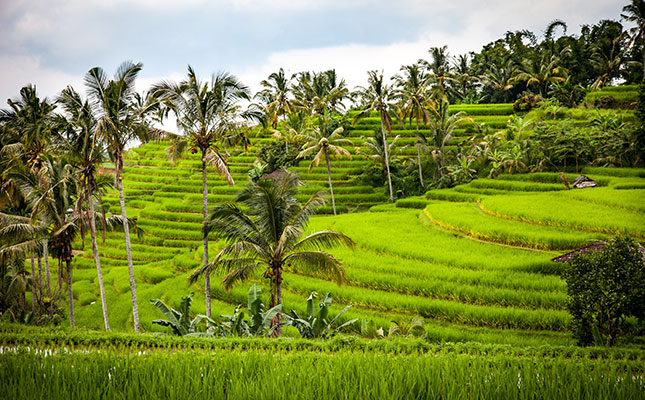 Strong resistance to new Indonesian peatland mega farms