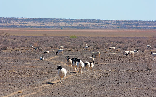 Beat the heat! How to care for livestock in extreme weather