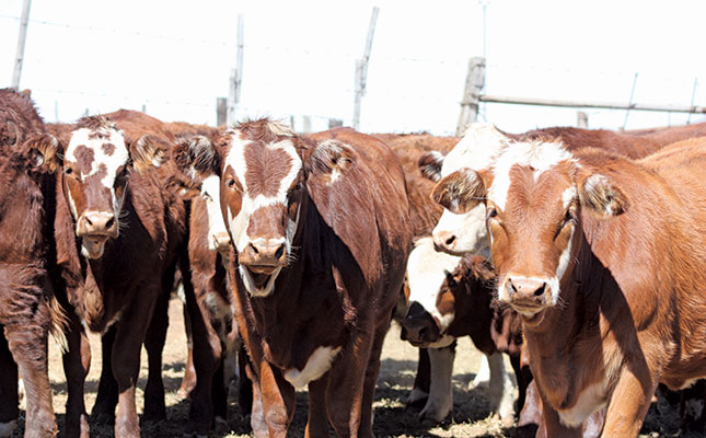 Namibian livestock industry devastated by prolonged drought