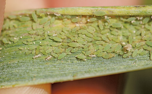 Russian wheat aphid: sustainable solutions to fight resistance
