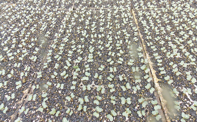 Don’t take shortcuts with seedlings Don’t take shortcuts with seedlings