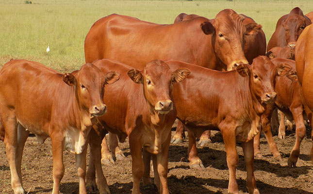 Sponsor a heifer for Free State wildfire victims Sponsor a heifer for Free State wildfire victims
