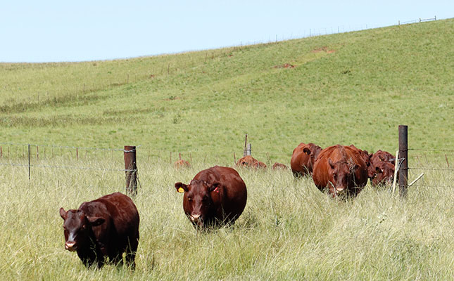 Breeding a resistant and resilient Sussex stud herd