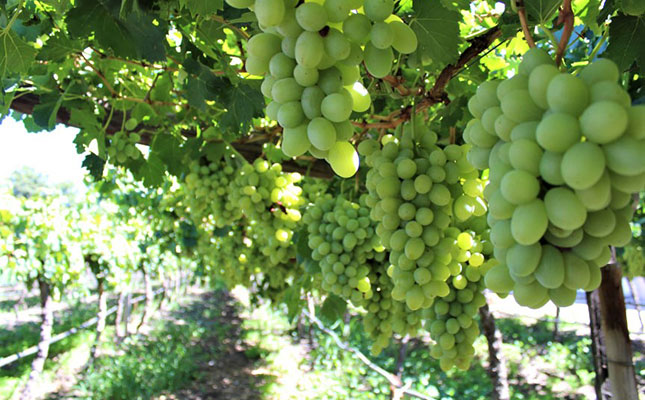 SA table grape crop estimate signals return to normal volumes SA table grape crop estimate signals return to normal volumes