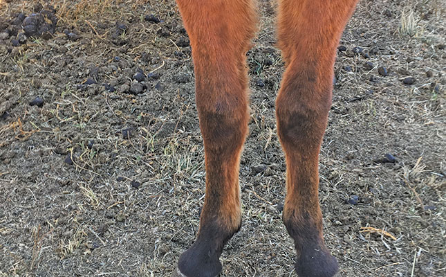 Angular limb deformities in foals