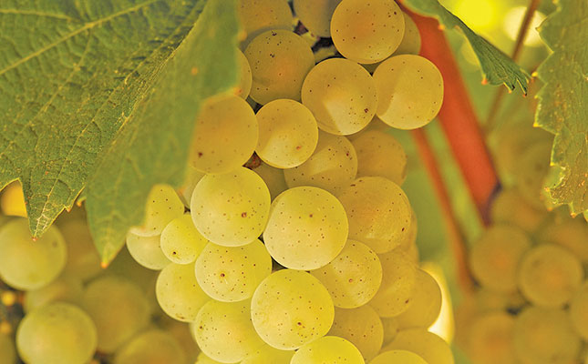 Wine glut threatens industry’s sustainability