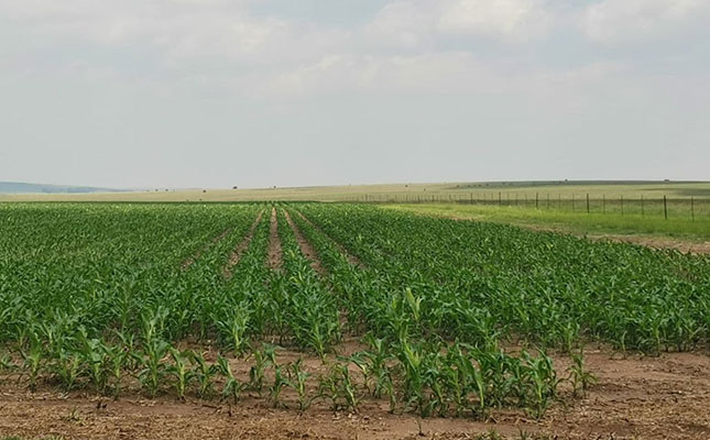 Wet conditions delay planting in eastern summer grain region