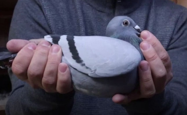 Belgian racing pigeon sells for record price of R29 million
